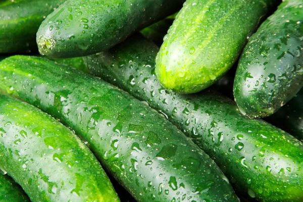 Тонкости посадки огурцов на пленке