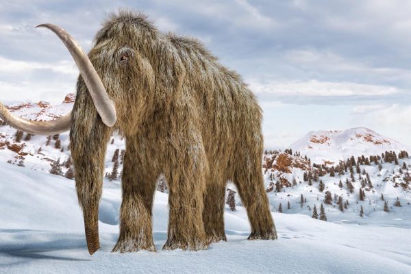 Почему первобытные охотники жалели слонов, но беспощадно преследовали мамонтов