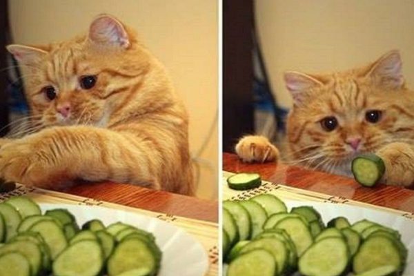 На что может указывать окрас кота