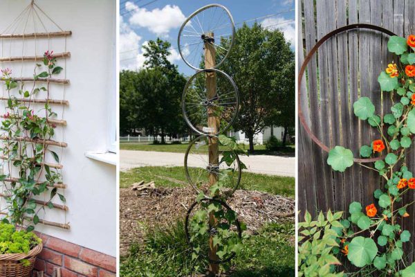 Жена проела плешь по поводу лиан в саду, мастерю опоры для вьющихся растений