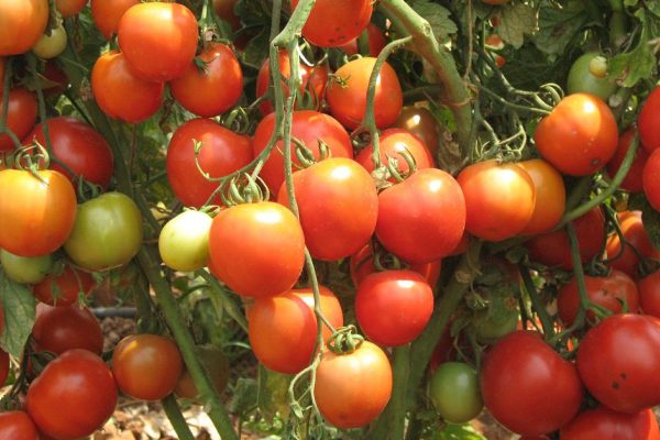 Сосед по даче поделился рецептом щедрого урожая: добавляю половину чайной ложки на ведро воды