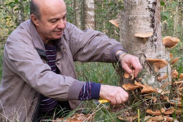 Грибник открыл банку с домашними грибочками и начал рассказывать, какие опята стоит собирать