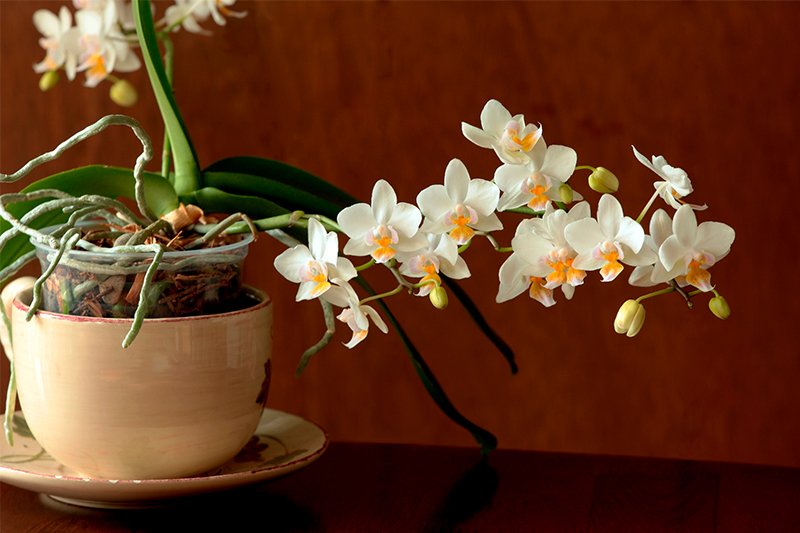 растение орхидея