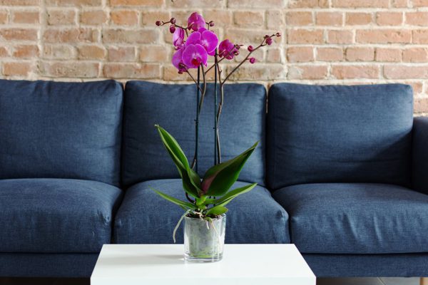 Стоит ли держать орхидеи дома