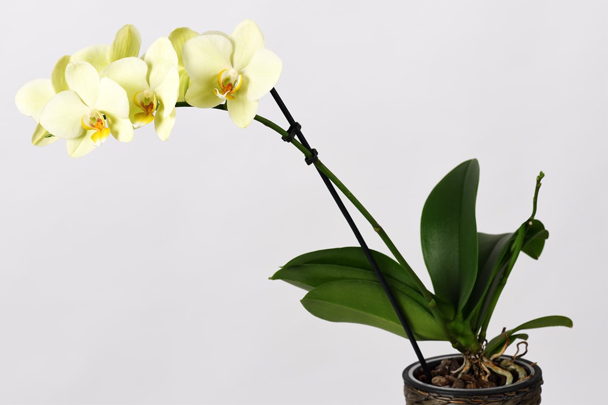 Распространенные ошибки в выращивании орхидей и как их избежать орхидеи, чтобы, растение, горшок, очень, орхидею, будет, грунт, которые, впервые, слишком, случае, большой, корней, сможешь, субстрат, процесс, горшке, горшочка, поливать