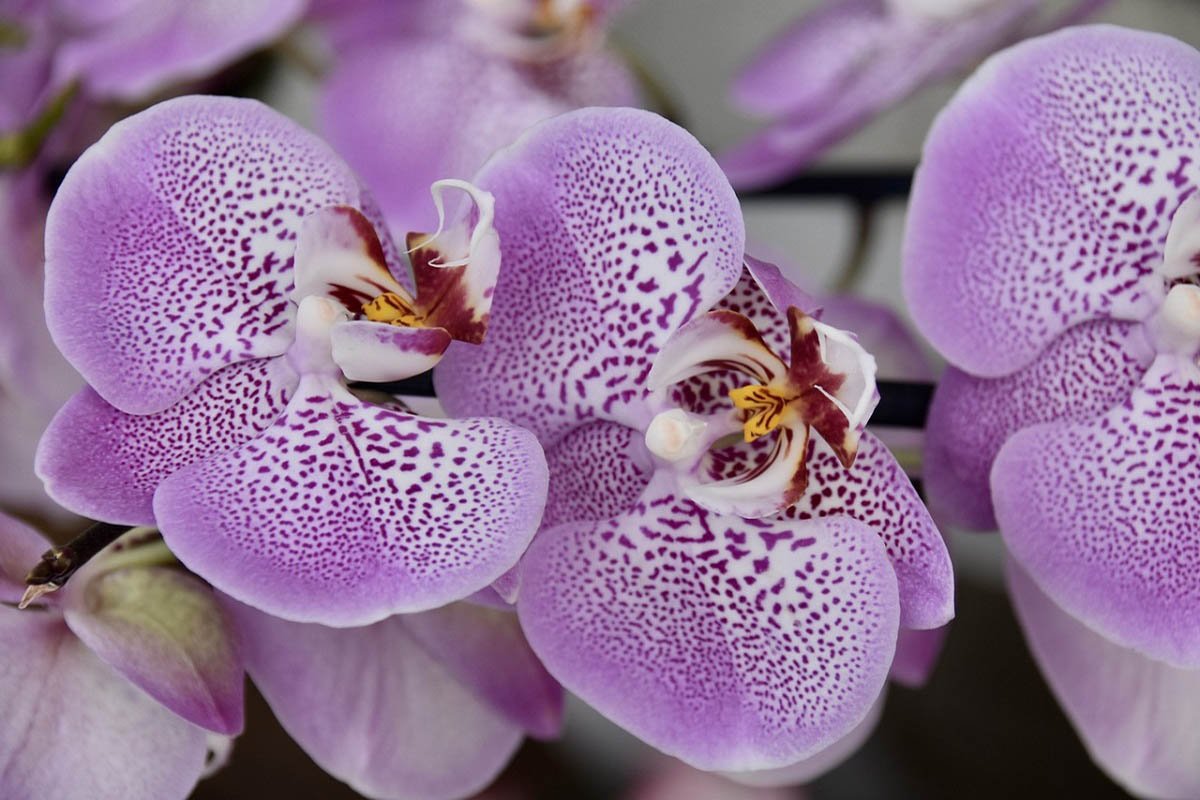 Орхидея 