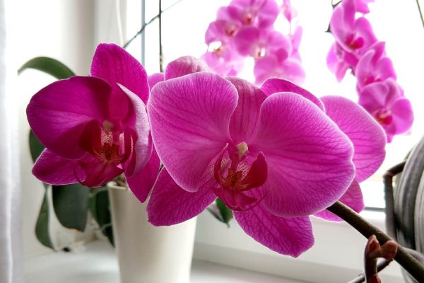 Добавила несколько капель в воду и полила орхидеи, теперь на подоконнике настоящий цветочный водопад