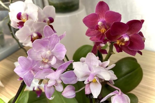 Зачем женщине, красота которой угасает, ставить у зеркала орхидею