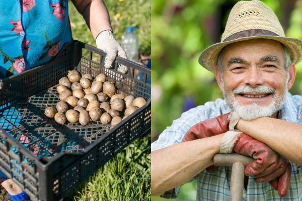 Почему не нужно перекапывать огород на зиму