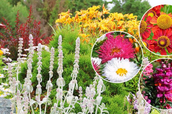 У соседки по даче всю осень на грядках красиво, выпытала, что за цветы она сажает