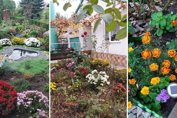 Хитовые осенние клумбы пользователей из России и Украины