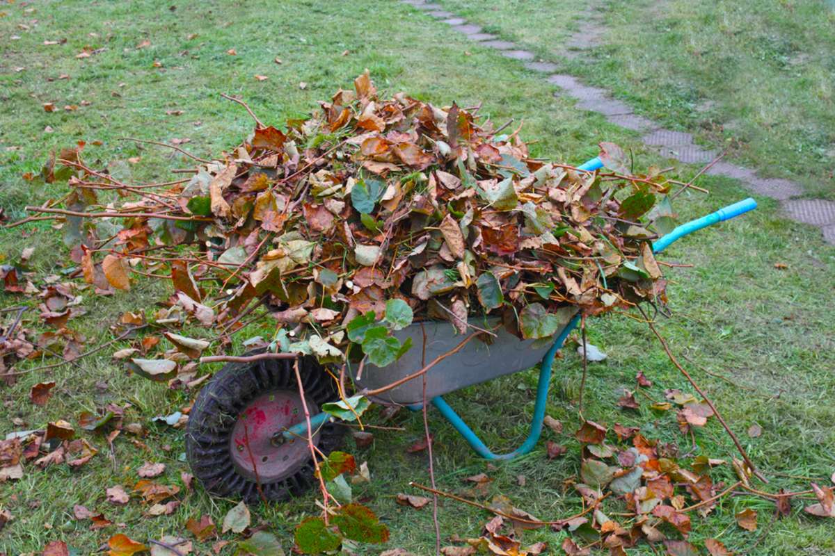 Осенняя клумба, укрытая опавшими листьями ореха