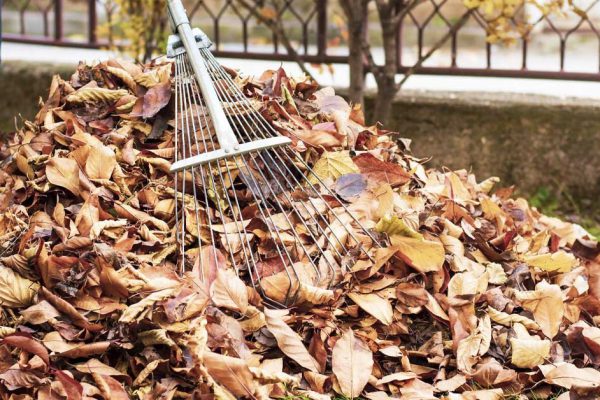 Где оставлять ореховые листья до весны, чтобы урожаю все завидовали