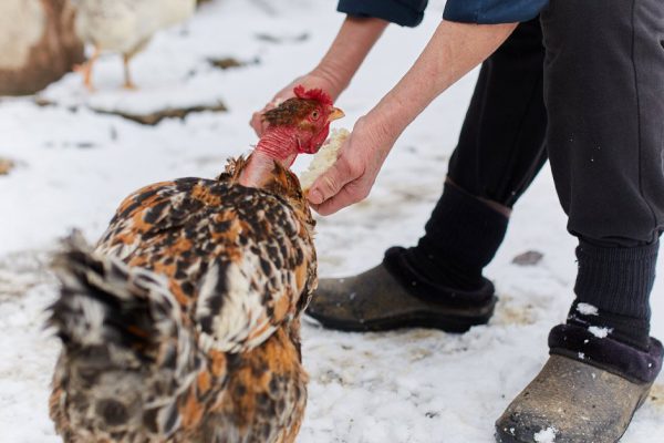 Хилая невестка сама тащила охапку дров, я видела, что ей тяжело, но решила не помогать