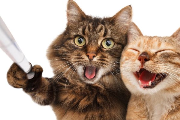 Каких кошек не стоит заводить