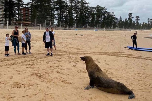 На островах Новой Зеландии перекрывают дороги, чтобы морские львы свободно выхаживали потомство