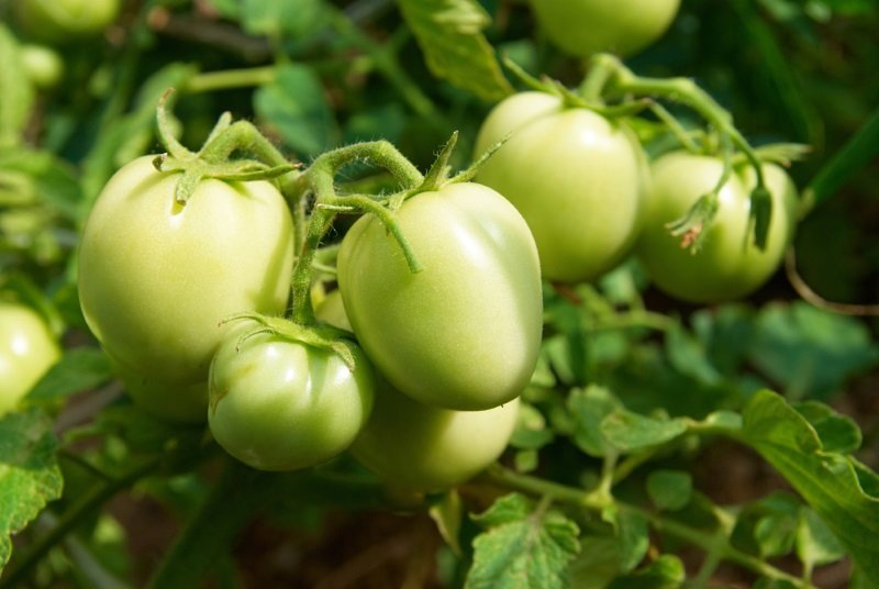 Как замариновать зеленые помидоры Кулинария,Закуски,Консервация,Маринады,Помидоры,Продукты