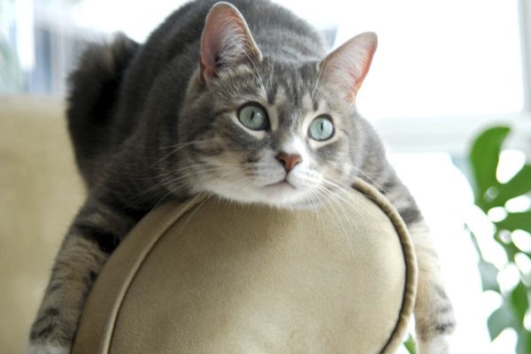 Муж терпеть не может мою кошку, боюсь оставлять их наедине в квартире