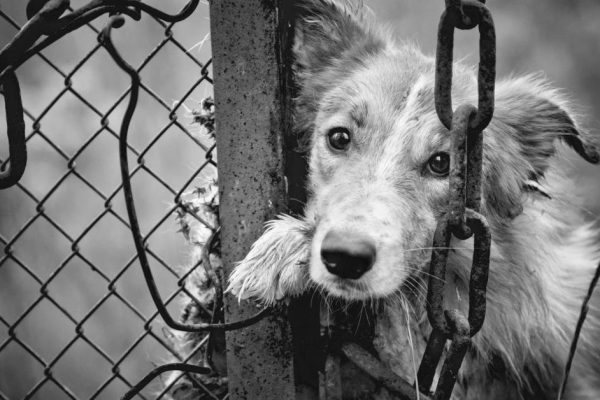 Sad dirty dog black and white on fence