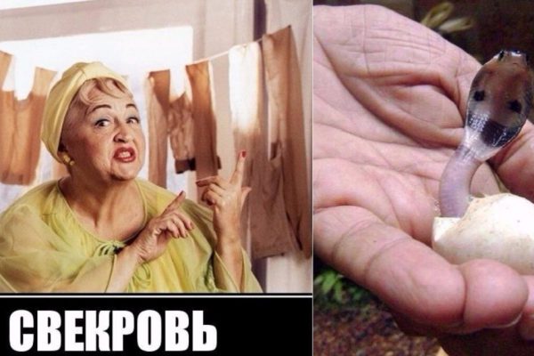 Не делай из свекрови монстра! 7 ошибок неопытной невестки, которые совершает каждая вторая женщина.