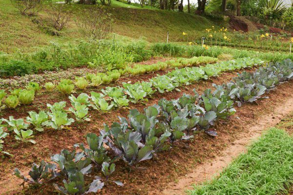 Как применять соду в огороде