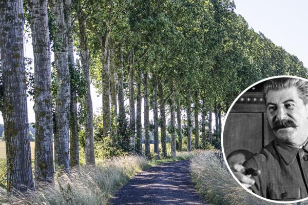 Зачем весь Советский Союз засадили тополями