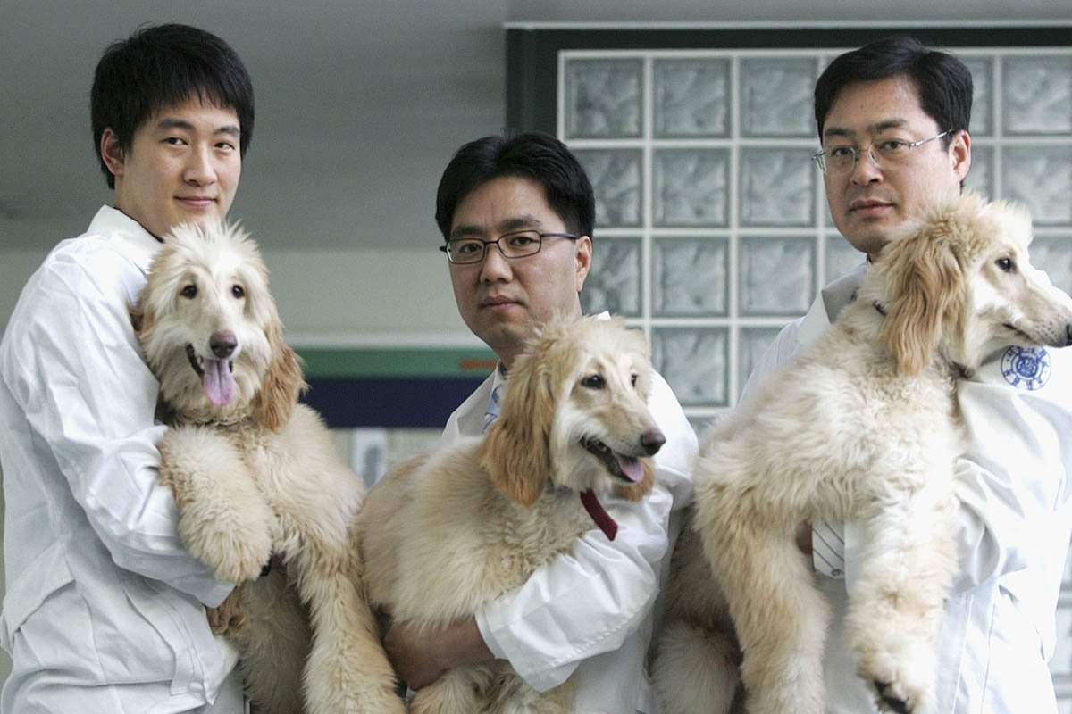 Китайские собачники ликуют, потому что теперь ни один пёс не потеряется собак, животных, хозяев, собаки, Однако, процесс, Китае, чтобы, паспорт, всего, отпечаток, хотят, китайцы, специальные, специальный, проблем, компания, Anaxeos, технология, поиски
