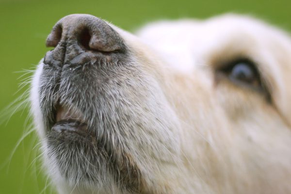 Китайские собачники ликуют, потому что теперь ни один пёс не потеряется