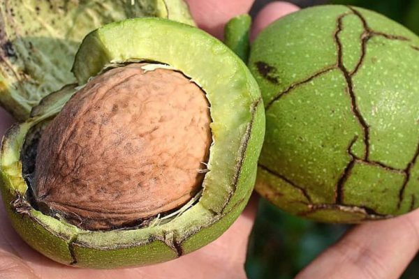 Продавец на рынке рассказал, как заработать на орехах в сезон пару тысяч