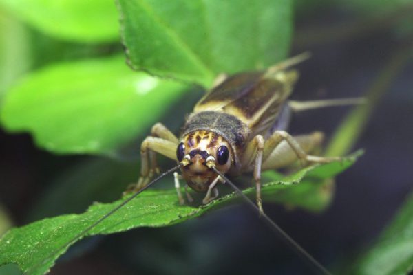 Предсказываю погоду по пению сверчка лучше Гидрометцентра