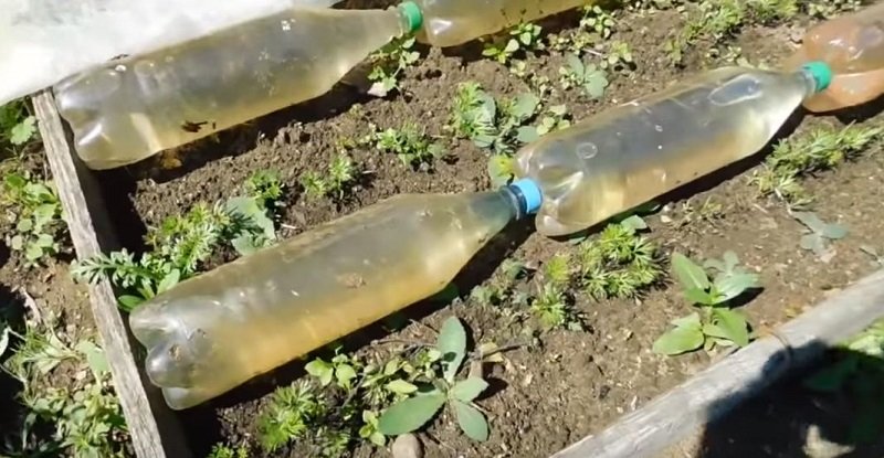 Как использовать пластиковые бутылки на даче вдохновение