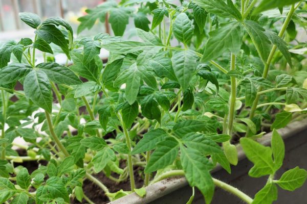 Выбрасывать ли рассаду, если она переросла