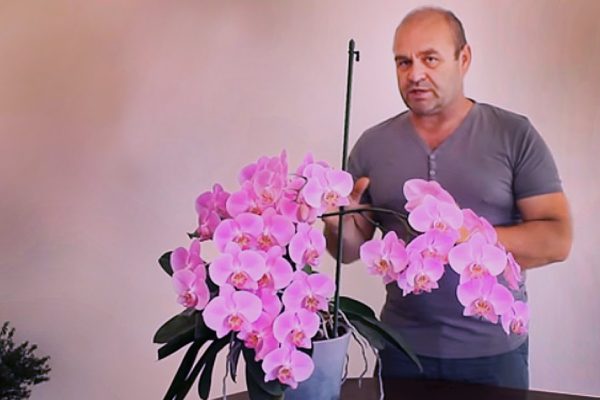 Как пересадить орхидею во время цветения