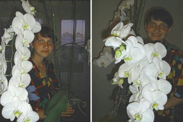 В какую емкость подсадить орхидею, чтобы гарантированно пышно зацвела