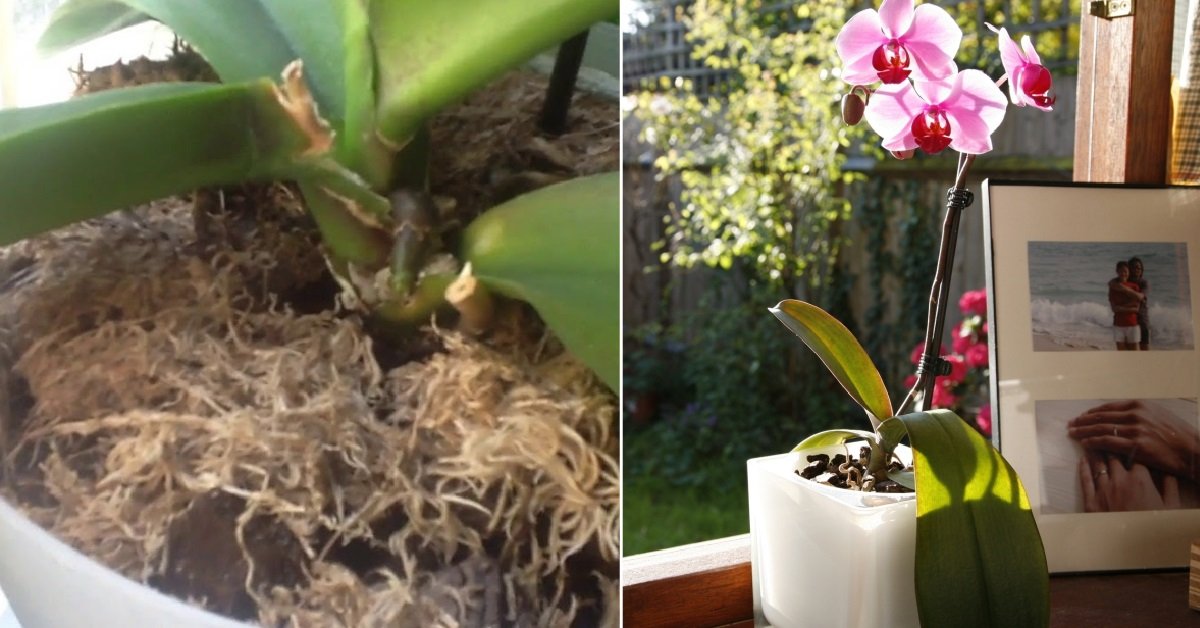 Как пересадить орхидею пошагово с фото