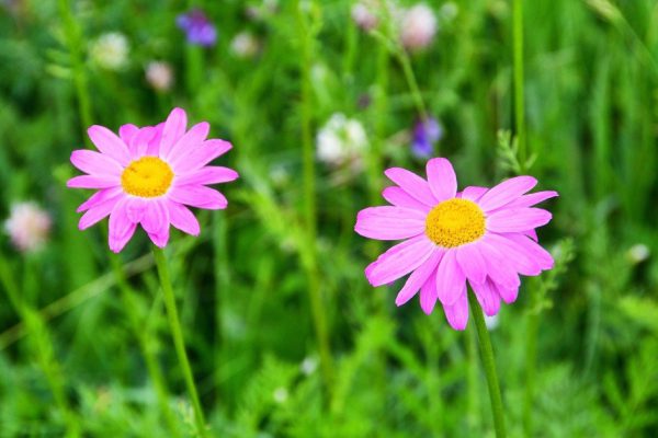 Что высадить в саду, чтобы клещи забыли туда дорогу