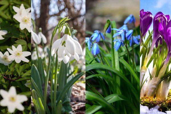 Первые цветы весны