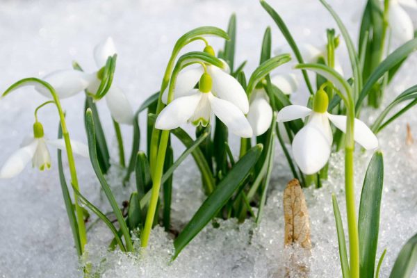 Почему не стоит приобретать первоцветы