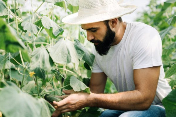 Friendly young farmer at work in greenhouse.