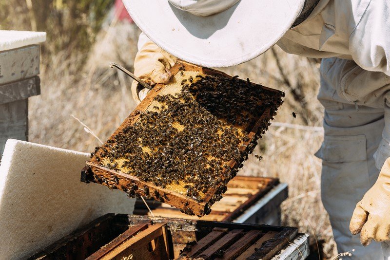 медовый спас в 2018