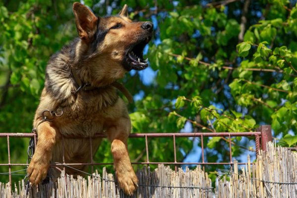 Если пес лает без видимой причины, нужно обратить внимание на некоторые вещи