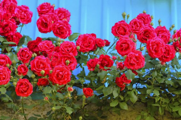 Каких соседей не потерпит капризная роза