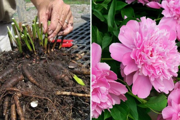 Что сделать с пионами в августе, чтобы зацвели большими шарами весной