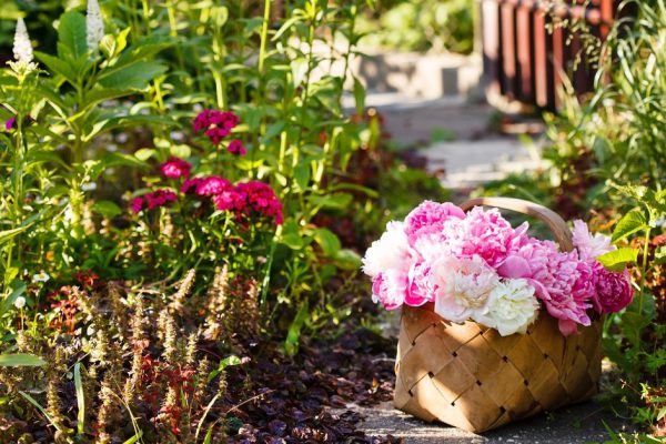 peonies in basket