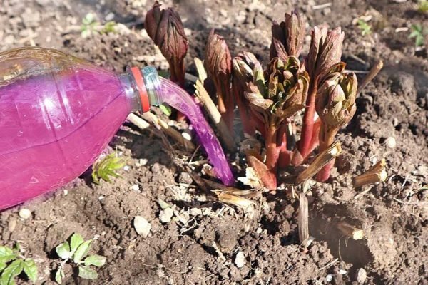 Чем подкормить пионы сразу после зимы, чтобы получить большие и красивые бутоны