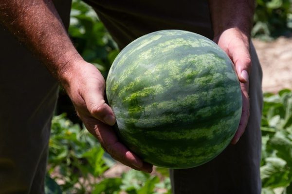 Муж притащил с рынка арбуз с желтым хвостиком, и я предположить не могла, что он собрался с ним делать