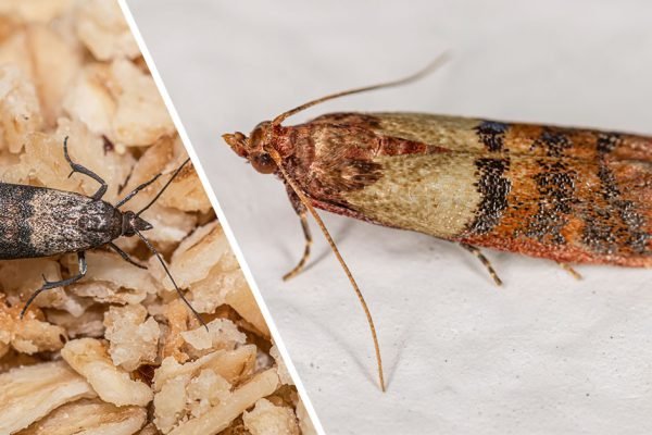 Старуха приказала добавить это в воду и вымыть кухонные шкафчики, чтобы изгнать моль