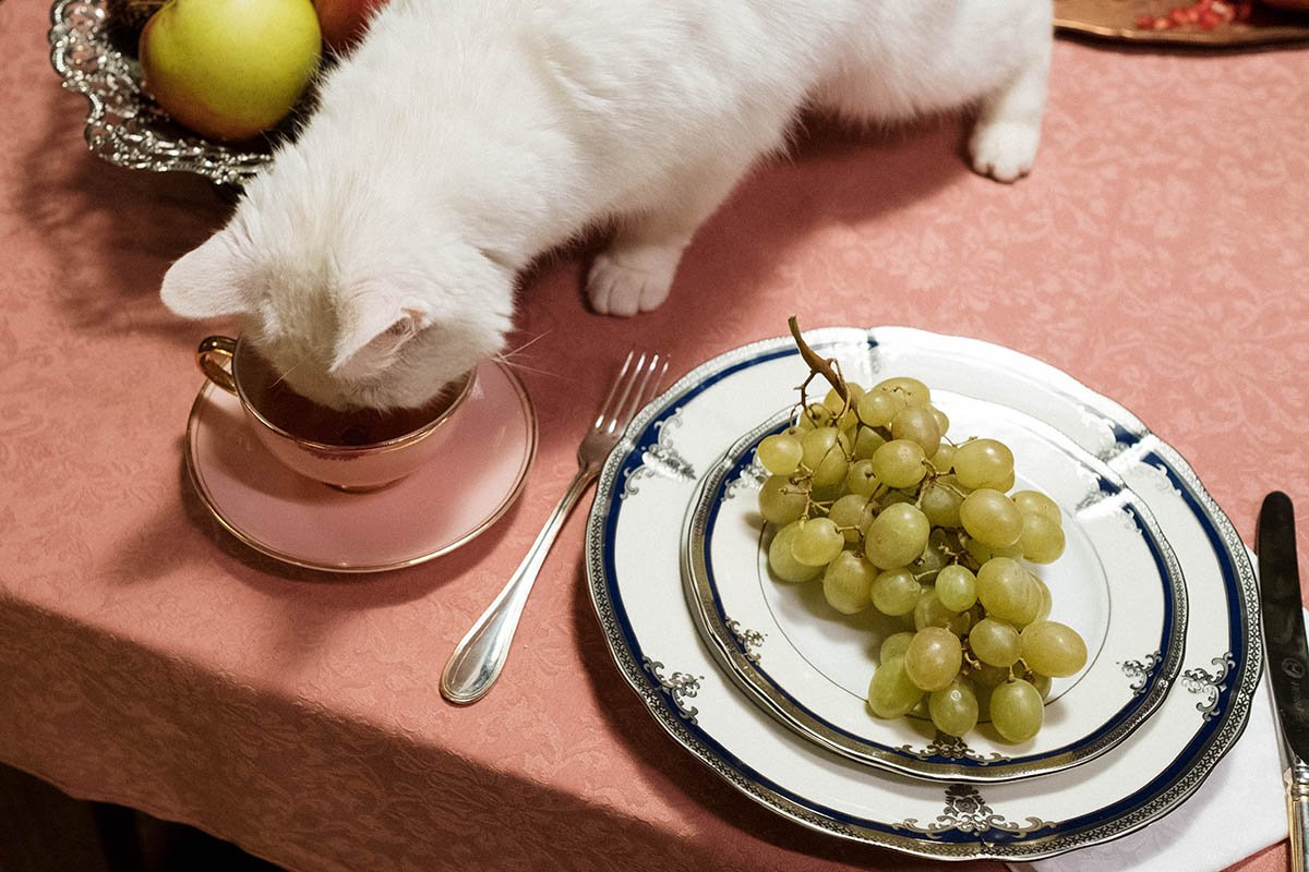 кот и виноград