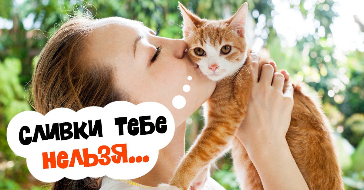 Питание котов: какие продукты питания нельзя давать котам