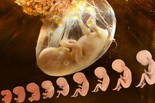 Что делают с плацентой после родов? Бизнес, который врачи хранят в тайне!